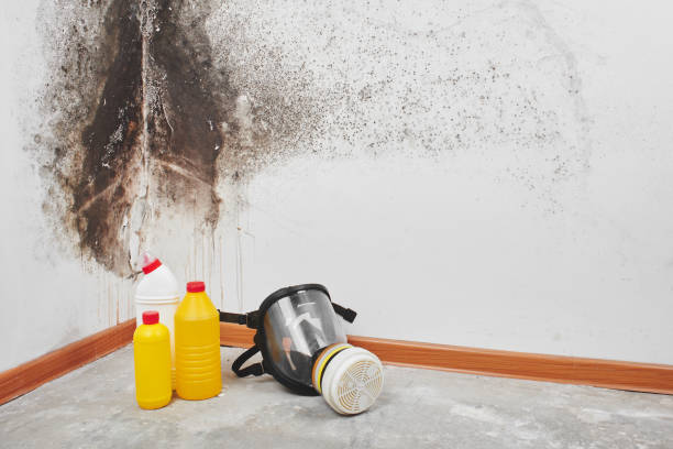 Best Professional Mold Removal  in South Greeley, WY