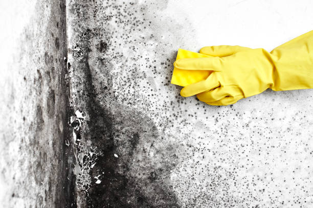 Best Mold Testing  in South Greeley, WY
