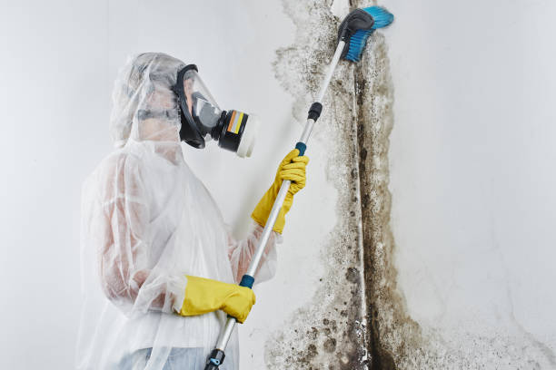 Best Commercial Mold Removal  in South Greeley, WY