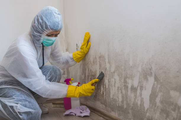 Best Office Mold Removal Services  in South Greeley, WY