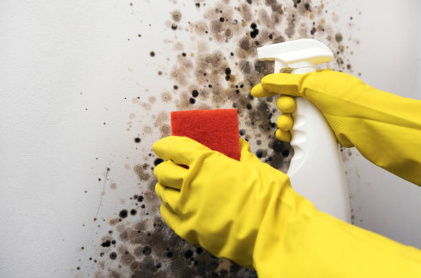 Best Mold Removal Company Near Me  in South Greeley, WY