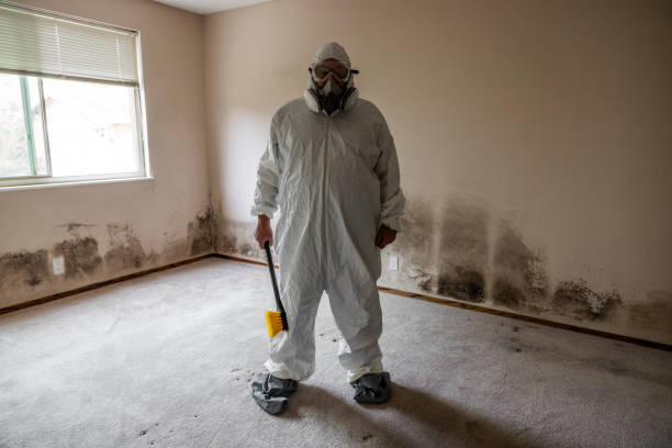 Best Mold Damage Repair  in South Greeley, WY